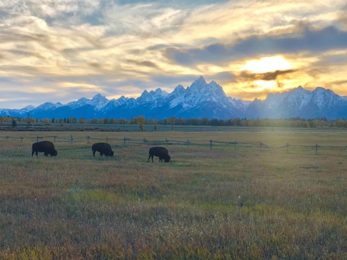 Yellowstone