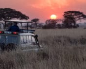 African Savannah Safari