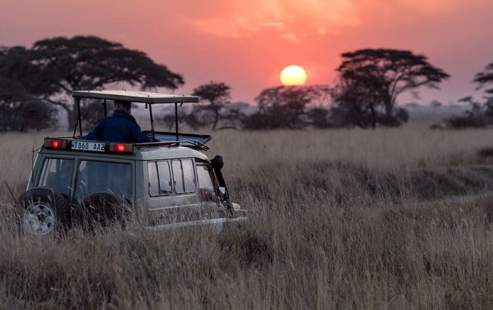 African Savannah Safari